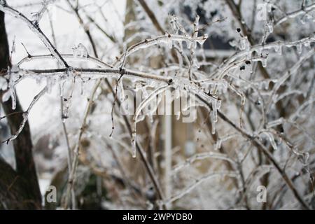 Baumzweige nach einem winterlichen Regensturm Stockfoto