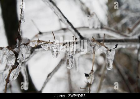 Baumzweige nach einem winterlichen Regensturm Stockfoto