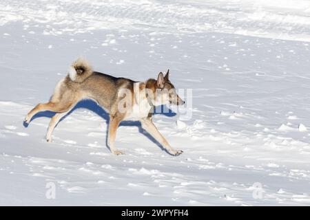 Eine rote sibirische Laika läuft an klaren Tagen durch sauberen Schnee. Nahaufnahme Stockfoto