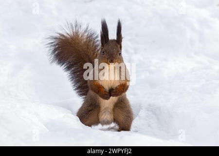 Rotes Eichhörnchen steht auf seinen Hinterbeinen vor einem Hintergrund von sauberem Schnee Stockfoto