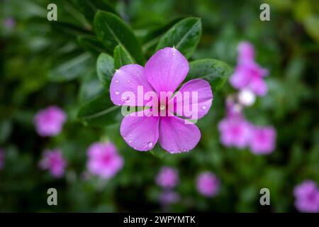 Catharanthus Roseus Blume, Madagaskar Periwinkle, auch bekannt als Rose Periwinkle, an einem regnerischen Tag Stockfoto