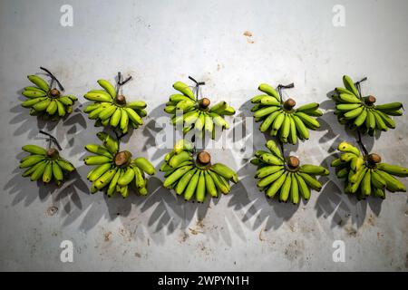 Frische Bananen hängen an der Wand auf dem traditionellen Markt in Yogyakarta, Indonesien. Stockfoto