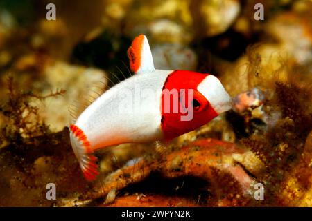 Zweifarbige Papageienfische oder gepunktete Papageienfische, Cetoscarus occelatus. Zuvor als Cetoscarus bicolor beschrieben. Jugendlich. Weitere Informationen finden Sie unten. Stockfoto