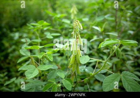 Orok-orok oder Crotalaria longirostrata, der Chipilin (Crotalaria pallida) Samen und Blätter. Stockfoto