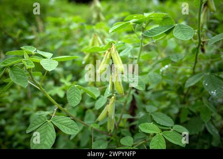 Orok-orok oder Crotalaria longirostrata, der Chipilin (Crotalaria pallida) Samen und Blätter. Stockfoto