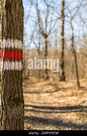 Ein farbig markierter Wanderweg in einem herbstlichen Wald. Stockfoto