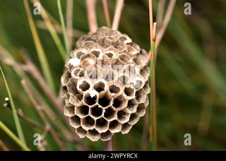 Ein Wespennest mit offenen Waben, ohne Larven und Wespen, wurde auf dem Gras hängen gelassen. Stockfoto