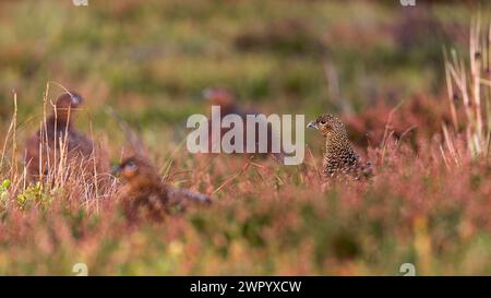 Rothühner [ Lagopus lagopus scotica ] Vogelgruppe am frühen Morgen goldenes Licht zwischen Heidekraut und Gräsern Stockfoto