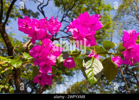 Bougainvillea blüht in voller Blüte, Malaysia Stockfoto