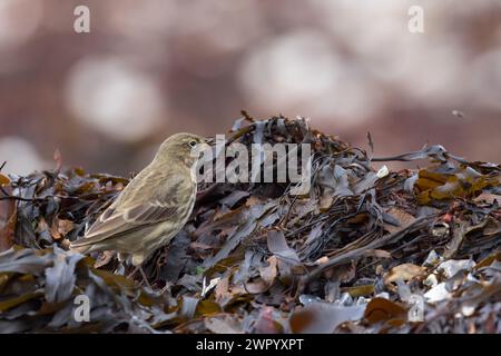 European Rock Pipit [ Anthus petrosus ] Fütterung zwischen Algen, mit einem Insekt im Schnabel / Segel am Strand von Lyme regis, Dorset, Großbritannien Stockfoto