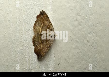 Ein NachtSchmetterling, der seine Flügel ausbreitet, sitzt auf einer grauen Wand. Stockfoto