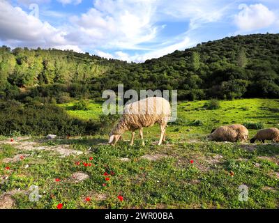 Ein Schaf grast auf einem wunderschönen Rasen mit Blumen vor dem Hintergrund grüner Hügel. Stockfoto