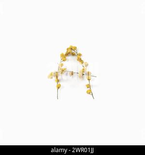 Buchstabe A aus Blumen, Mimosa gelb. Layout des Blumenalphabets. Flache Lagen Stockfoto