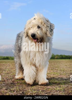 Der alte englische Schäferhund vor dem Hintergrund der Natur Stockfoto