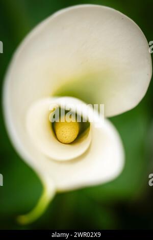 Calla palustris, monotypische Gattung der blühenden Pflanzen, Familie Araceae, Mallorca, Spanien Stockfoto