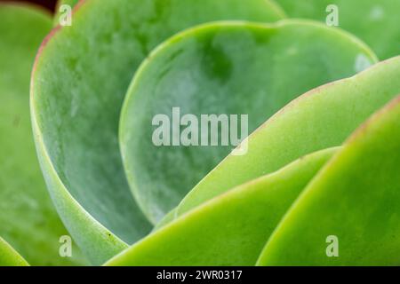 Flapjacks, Kalanchoe spp., Thyrsiflora , Mallorca, Spanien Stockfoto