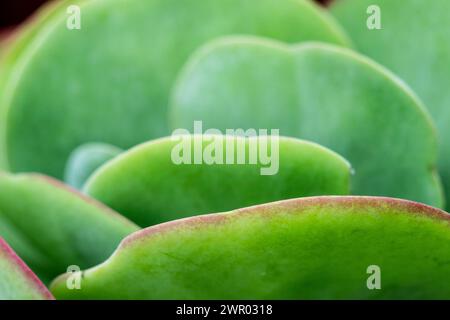 Flapjacks, Kalanchoe spp., Thyrsiflora , Mallorca, Spanien Stockfoto