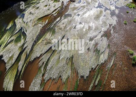 Der Fluss Vézère fließt vor der Klippe, in die sich die Troglodytenfestung La Roque Saint-Christophe im Périgord Noir befindet. Vorgeschichte, Histor Stockfoto