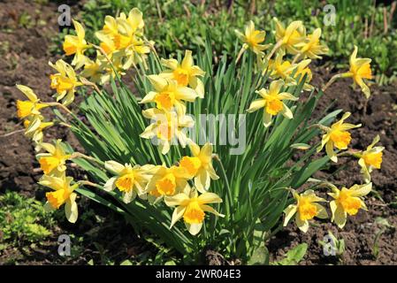 Gelbe Narzisse (Narcíssus pseudonarcíssus) in der Blüte. Offene Knospen blühender gelber Narzissen. Der frühe Frühling und die ersten schönen Blumen im Garten Stockfoto