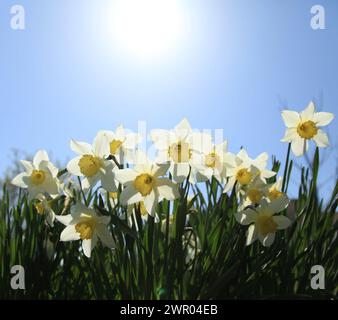 Weiße Narzisse (Narcissus poeticus) in der Blüte. Offene Knospen von hellen, blühenden, sonnigen Narzissen. Der frühe Frühling und die ersten schönen Blumen im Garten Stockfoto