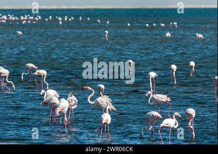 Greater Flamingos - Phoenicopterus roseus - entlang der Küste von Walvis Bay, Namibia. Stockfoto