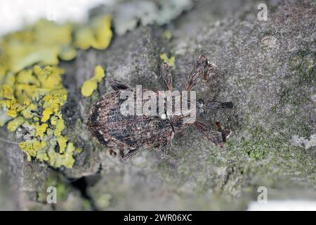 Apfelblütenkäfer (Anthonomus pomorum). Einer der wichtigsten Schädlinge von Apfelbäumen in Obstgärten und Gärten Stockfoto