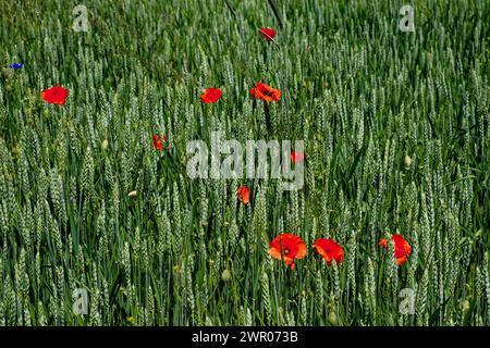 Grüne Weizenohren und rote Mohnblumen im Sonnenlicht. Stockfoto