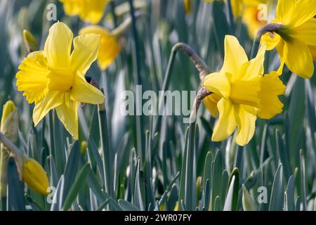 Dicht gepflanzte gehörnte Veilchen im Frühjahr Stockfoto