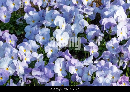 Dicht gepflanzte gehörnte Veilchen im Frühjahr Stockfoto