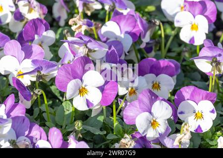 Dicht gepflanzte gehörnte Veilchen im Frühjahr Stockfoto