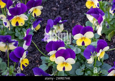 Dicht gepflanzte gehörnte Veilchen im Frühjahr Stockfoto