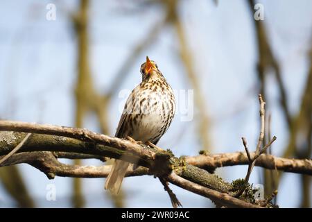 Eine Drossel auf einem Ast singt laut mit weit geöffnetem Schnabel im Frühling Stockfoto