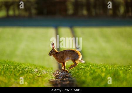 Hase läuft durch ein Feld in Schottland Stockfoto