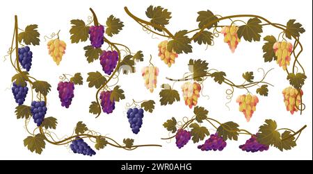 Weinrebe. Cartoon-Traubensträucher und -Blätter, Bio-Naturweinzutaten, frisches Obstbündel für die Getränkeherstellung. Vektor-isolierter Satz Stock Vektor