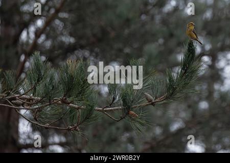 Kreuzschnabel (Loxia curvirostra) männlich am Kiefernzweig Suffolk März 2024 Stockfoto