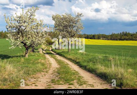 Gasse mit blühenden Kirschbäumen und unbefestigten Straßen und Feld mit Rapskanola oder Rübsensamen, Blick auf den Frühling Stockfoto