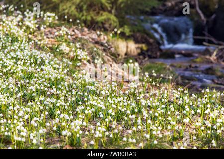 Frühlingsschneeflocken in lateinischer Leucojum vernum und einem kleinen Bach mit Wasserfall Stockfoto