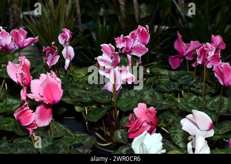 Das Bild zeigt eine Zimmerpflanze, die in einem Topf wächst, Cyclamen. Stockfoto