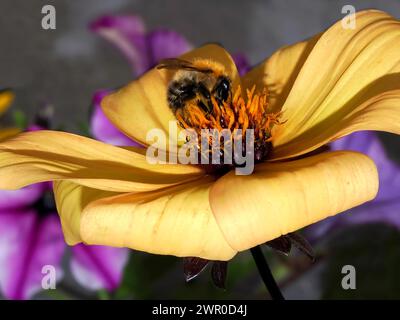 Makro der Honigbiene (APIs), die gelbe Dahlien ernährt und aus dem Profil gesehen Stockfoto