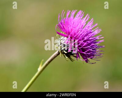 Rote melancholische Distel (Cirsium heterophyllum) in den französischen Alpen Stockfoto