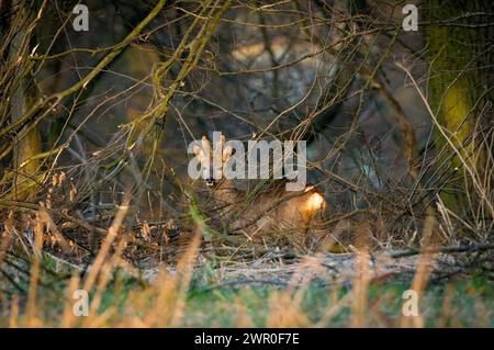 roebuck in der Morgensonne Stockfoto