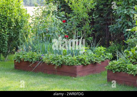 Gemüse, Obst und Zierpflanzen im eigenen Garten anbauen. Hochbetten. Stockfoto