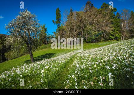Erstaunliche Felder mit blühenden weißen Narzissen Blumen. Atemberaubende saisonale blühende Landschaft mit üppigen duftenden Narzissen auf der grünen Wiese Jesen Stockfoto