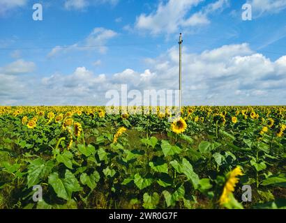 Ein großes Feld von gelben Sonnenblumen und ein elektrischer Pol mit Drähten vor dem Hintergrund von Wolken und einem blauen Himmel Stockfoto