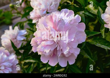 Nahaufnahme einer wunderschönen rosafarbenen Pfingstrose mit zarten Blütenblättern und grünen Blättern in einem Gartenbett neben anderen Pfingstrosen Stockfoto