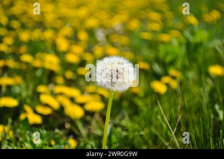 Nahaufnahme eines Reifen, schlanken Löwenzahn vor dem Hintergrund von gelben Löwenzahn und grünem Gras Stockfoto