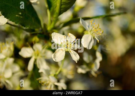 Nahaufnahme weißer Kirschblüten mit gelben Staubblättern in der Abendsonne Stockfoto