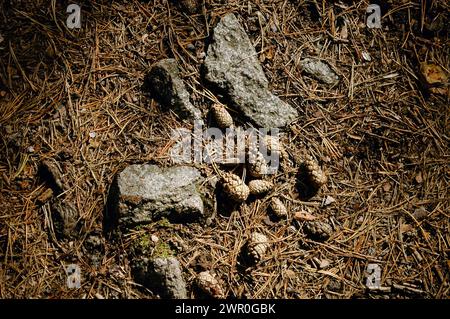 Tannenzapfen liegen auf dem Boden verrottender Nadeln neben Steinen und werden von Sonnenlicht beleuchtet Stockfoto