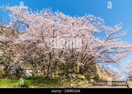 Leuchtend rosa Kirschblüten blühen vor den Ishigaki Steinmauern der Burg Akashi im Frühling in Japan. Klarer blauer Himmel. Stockfoto