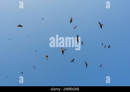 Niedriger Blickwinkel mit direktem Blick auf den blauen Himmel, gefüllt mit vielen Schwarzohrdrachen, die im Frühling auf der warmen Therme fliegen und herumfliegen. Stockfoto